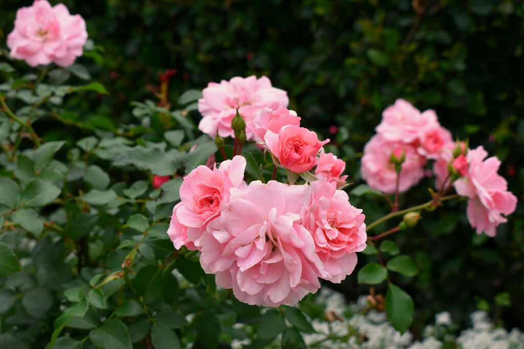 Guia completo sobre como cultivar roseiras, com dicas de plantio, poda e floração.