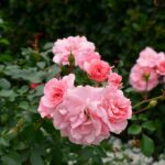 Guia completo sobre como cultivar roseiras, com dicas de plantio, poda e floração.