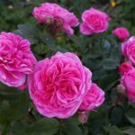 Roseiras com flores cor-de-rosa em plena floração em um jardim bem cuidado.