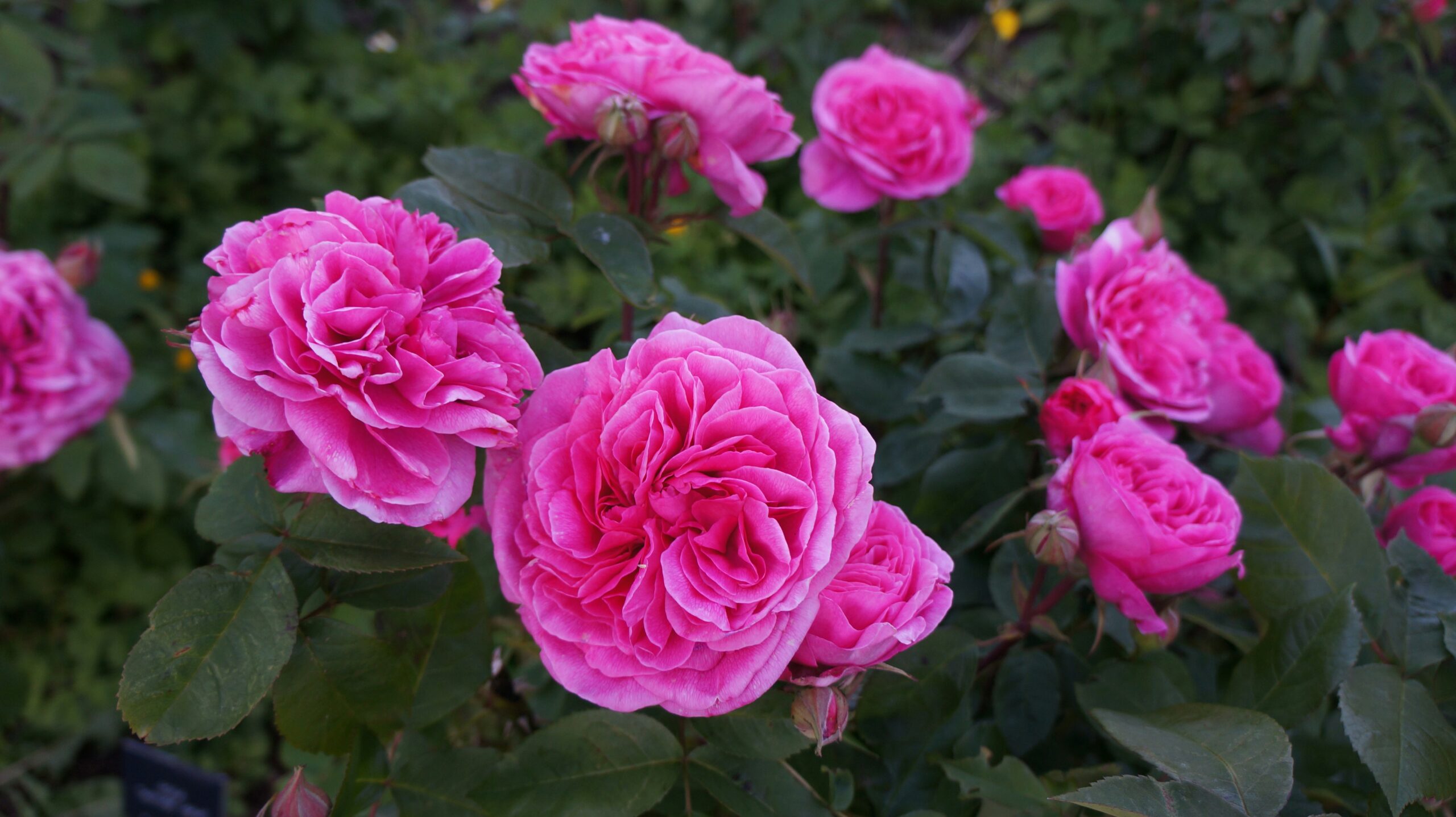Roseiras com flores cor-de-rosa em plena floração em um jardim bem cuidado.