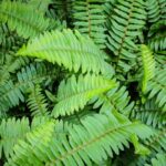Folhas verdes de samambaia americana vistas de perto