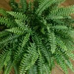 Samambaia americana com folhagem volumosa em vaso sobre piso de madeira