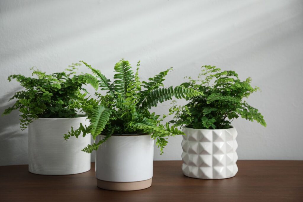 Samambaias em vasos decorativos sobre superfície de madeira em ambiente interno