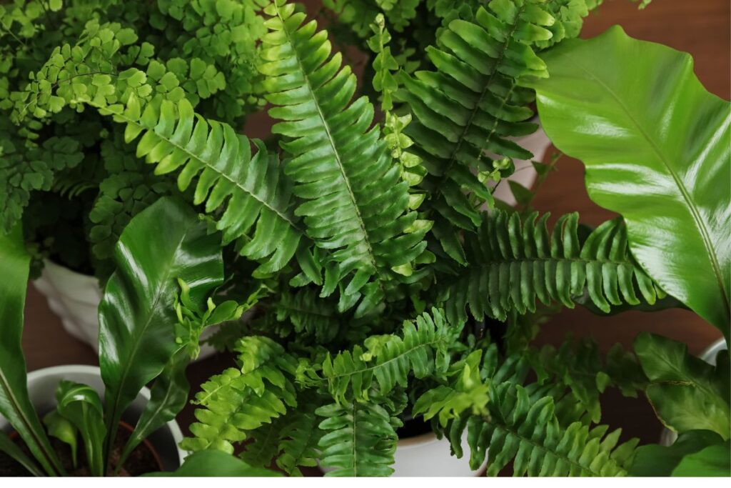 Folhas de samambaia americana em destaque junto a outras plantas
