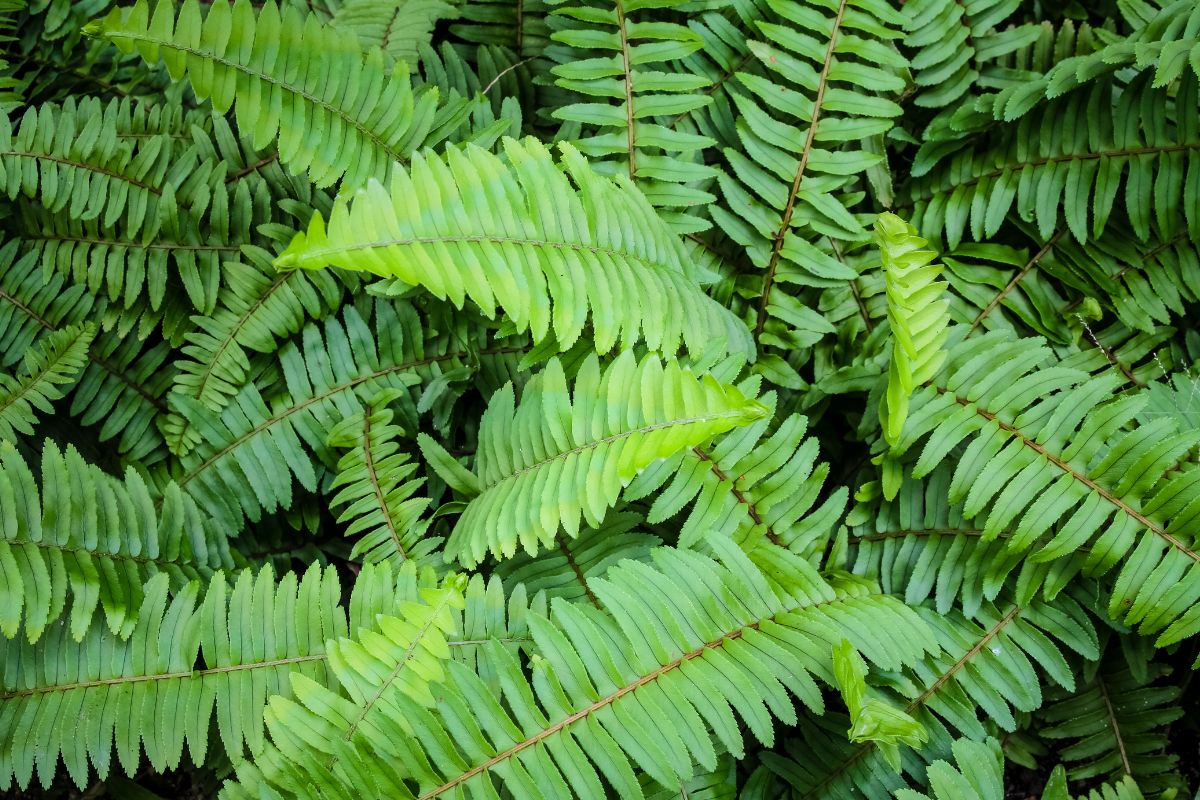 Folhas verdes de samambaia americana vistas de perto