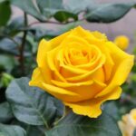 Rosa amarela em destaque, com pétalas abertas e folhas verdes ao fundo, simbolizando amizade e alegria.