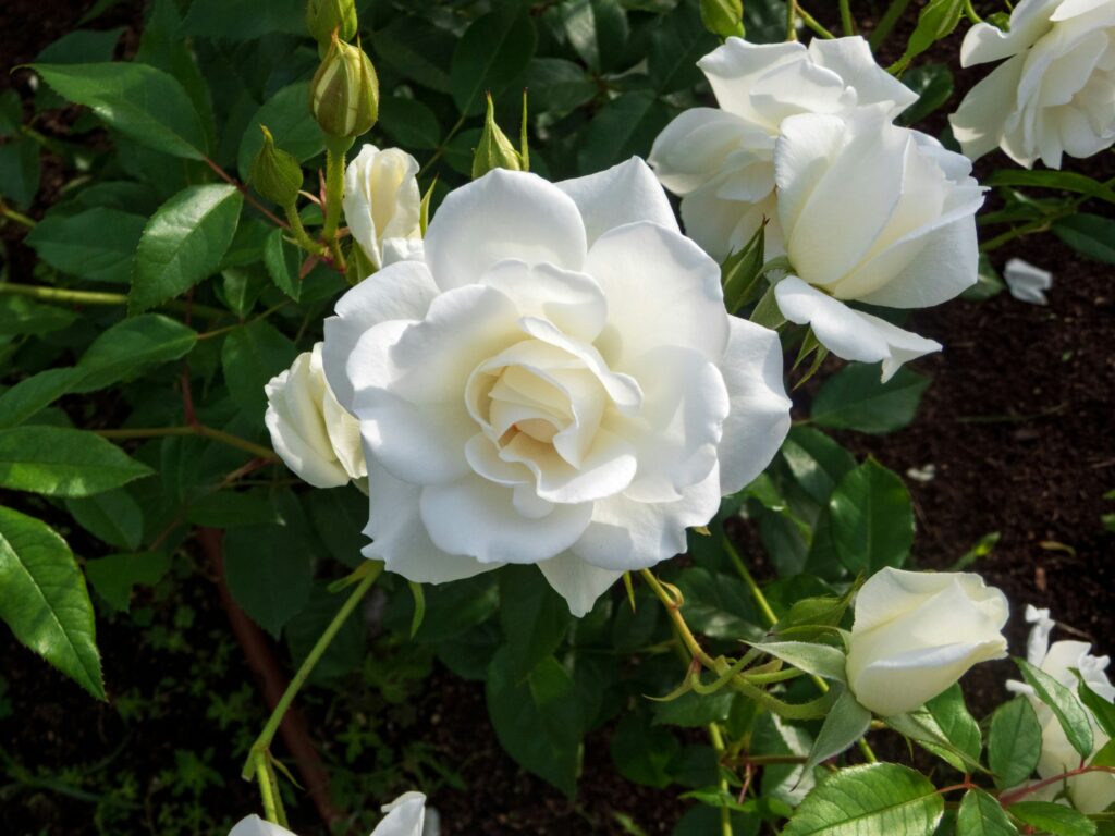 rosas brancas florescendo com botões em meio a folhagem verde vibrante