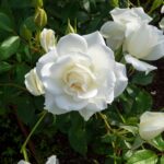 rosas brancas florescendo com botões em meio a folhagem verde vibrante