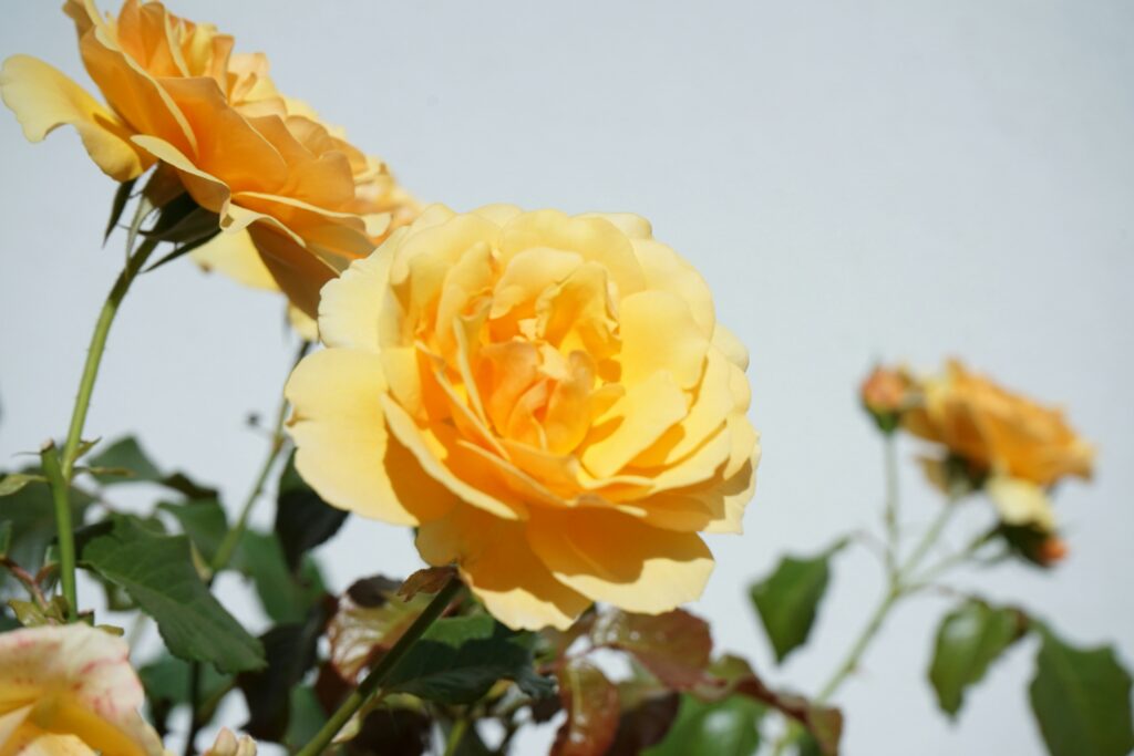 Rosas amarelas em diferentes estágios de floração, simbolizando alegria, amizade e gratidão.