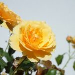 Rosas amarelas em diferentes estágios de floração, simbolizando alegria, amizade e gratidão.