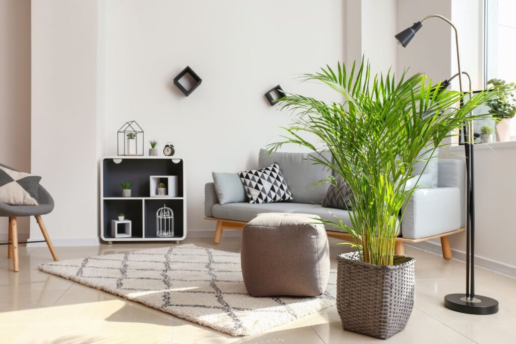 Areca bambu em vaso decorando uma sala iluminada, simbolizando equilíbrio e harmonia.