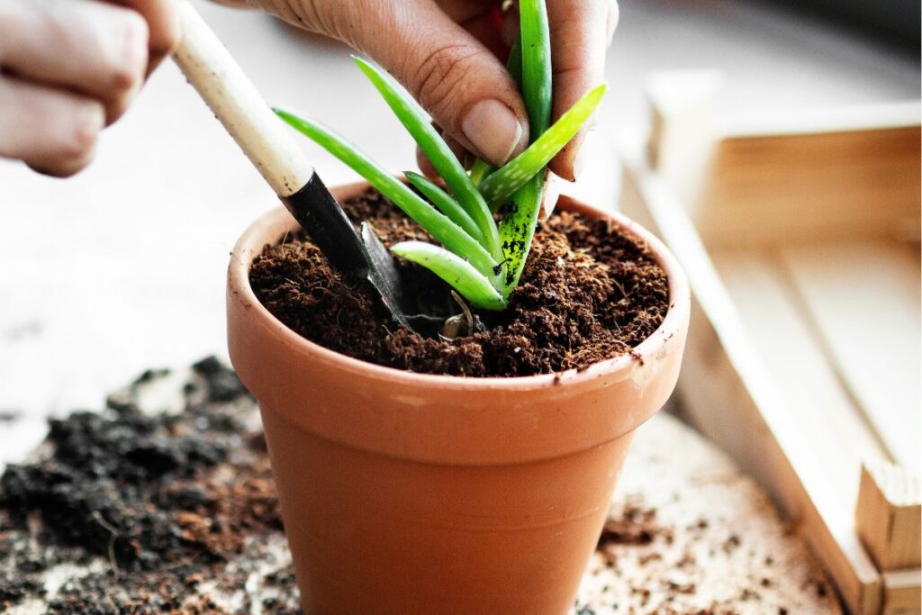 Pessoa plantando muda de aloe vera em vaso com solo fértil, usando pá pequena de jardinagem.