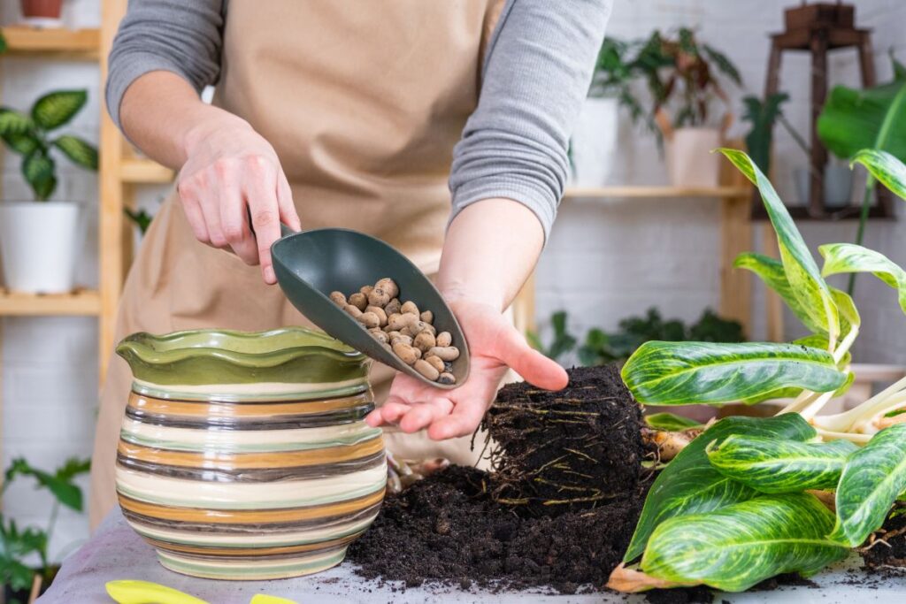 Pessoa preparando vaso com argila expandida para plantar aglaonema, com a planta e terra ao lado em uma mesa.