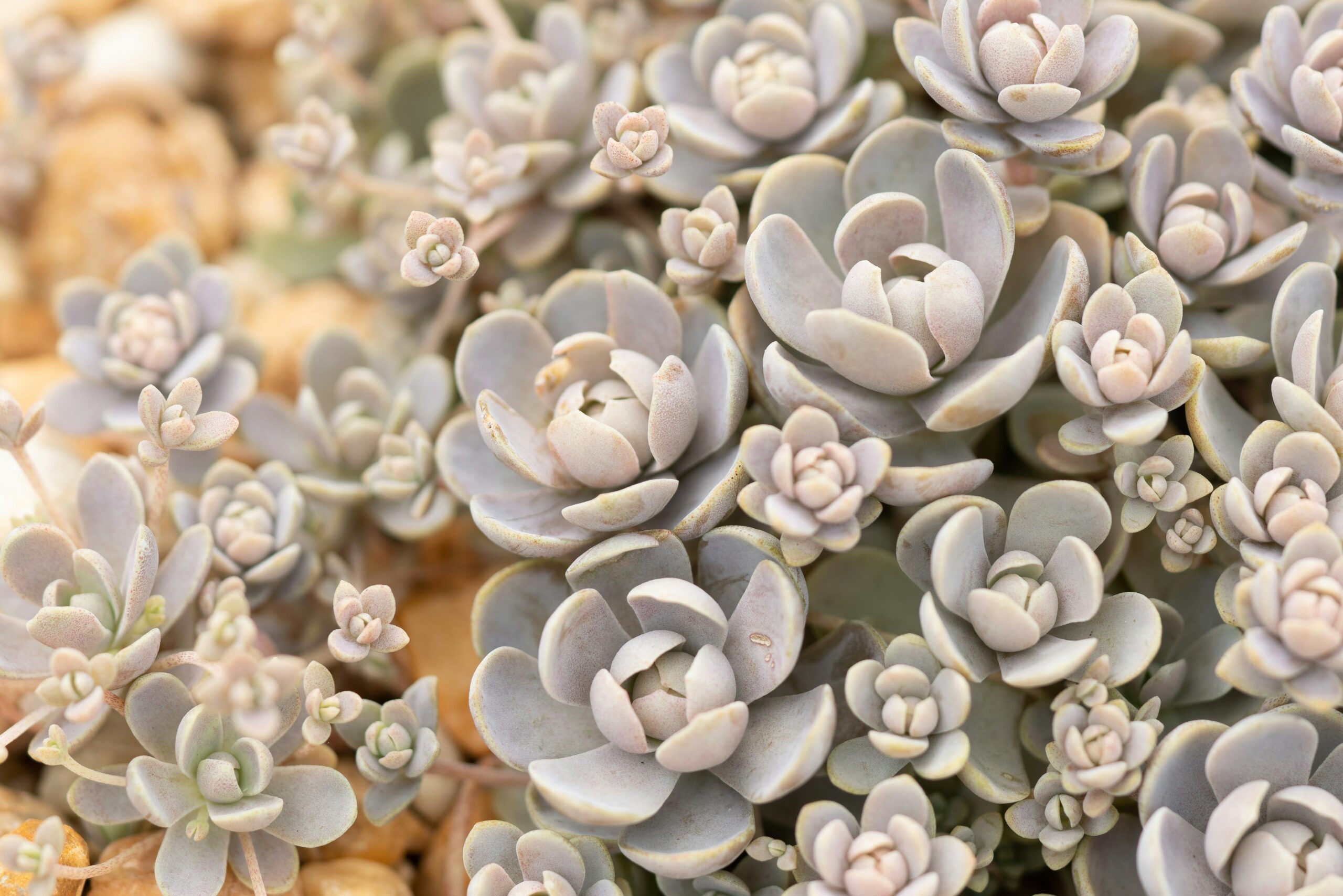 Grupo de suculentas naturais em tons suaves de verde e lilás com formato de rosetas