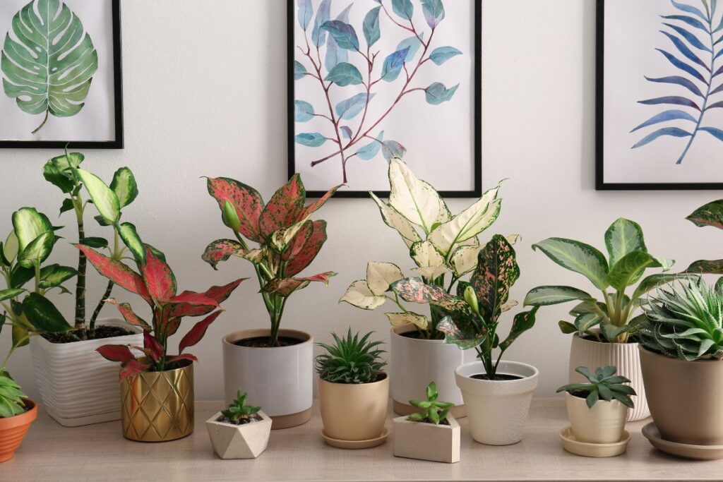 Diferentes tipos de plantas aglaonema em vasos decorativos sobre uma mesa, com quadros de folhas na parede ao fundo.