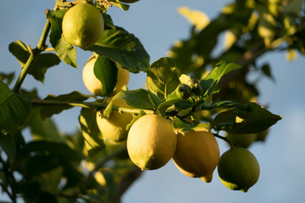 Ramo de limoeiro com frutos em diferentes estágios de maturação em destaque
