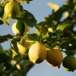 Ramo de limoeiro com frutos em diferentes estágios de maturação em destaque