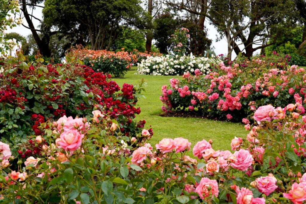Tipos de jardins com rosas coloridas em plena floração.