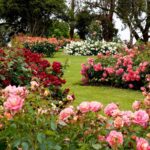 Tipos de jardins com rosas coloridas em plena floração.
