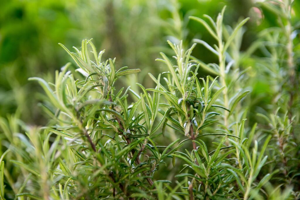 Close-up de alecrim fresco crescendo em horta caseira, representando uma das principais plantas aromáticas para cultivo.