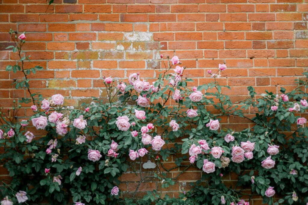 Tipos de roseiras mais populares no Brasil, cultivadas em jardins com beleza e cores variadas.
