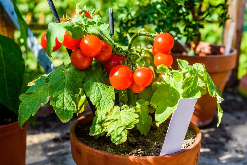 pé de tomate cereja cultivado em vaso com frutos vermelhos prontos para a colheita