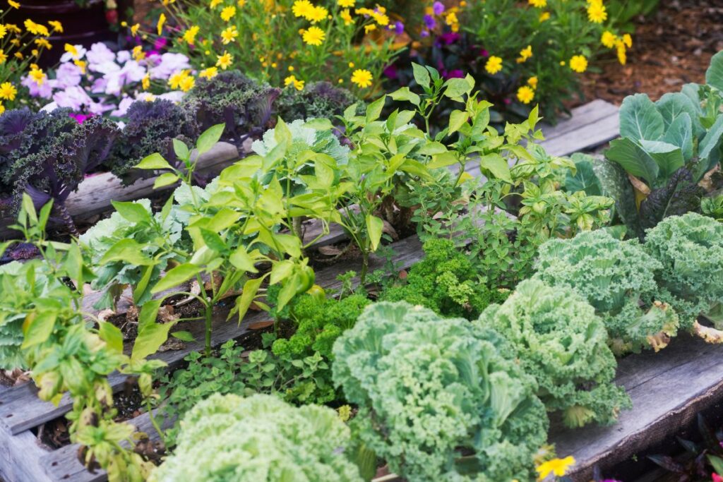 Horta caseira com hortaliças e temperos cultivados em canteiro de madeira.