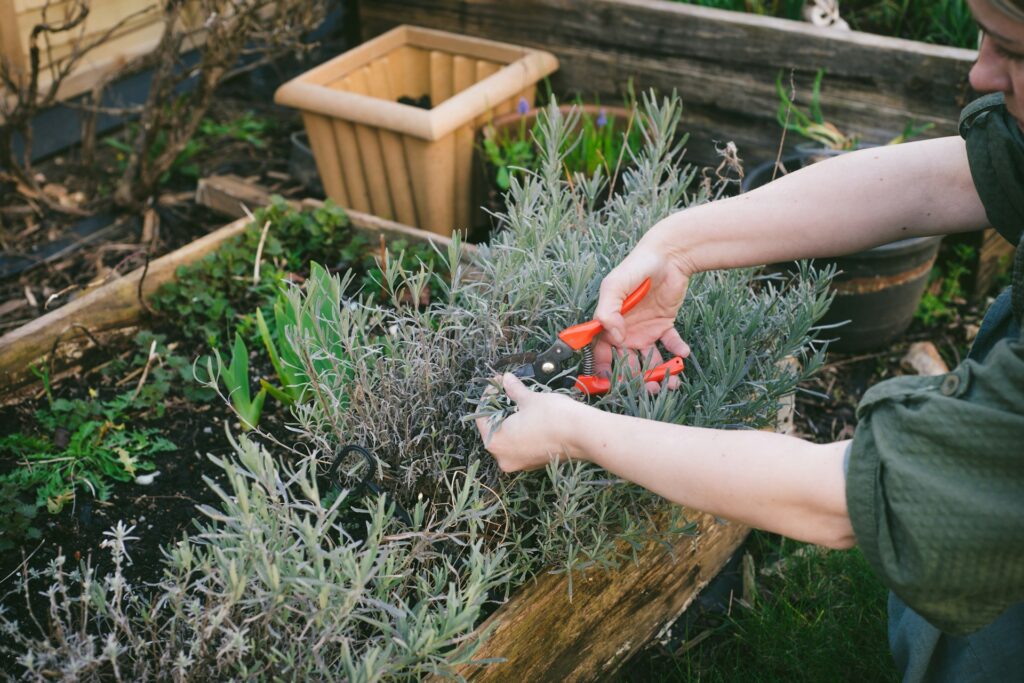 Pessoa podando flores lavanda com tesoura de jardinagem, removendo hastes secas para estimular novas floradas e manter o crescimento saudável da planta.