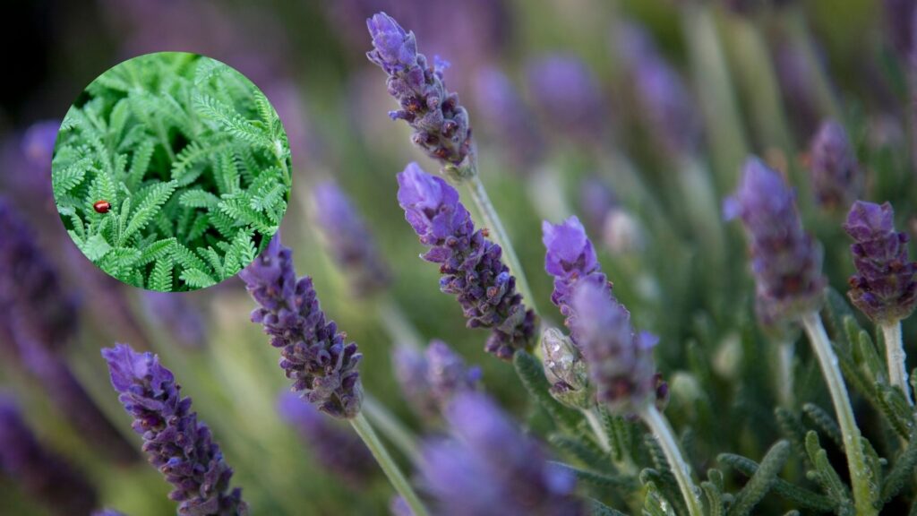 flores lavanda francesa lavandula dentata com folhas dentadas e flores lilases em close natural