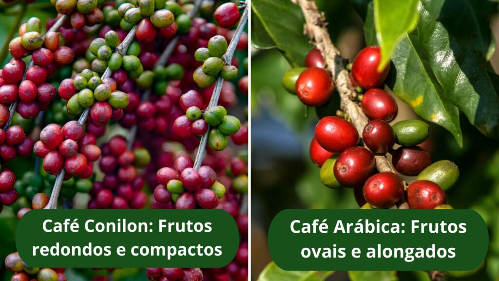Comparação entre frutos do café Conilon e do café Arábica, destacando suas diferenças visuais.