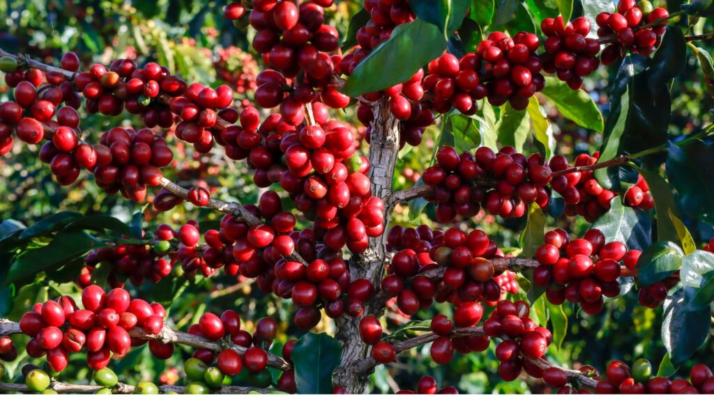 Ramos carregados de frutos maduros em um pé de café saudável.