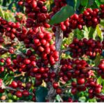 Ramos carregados de frutos maduros em um pé de café saudável.