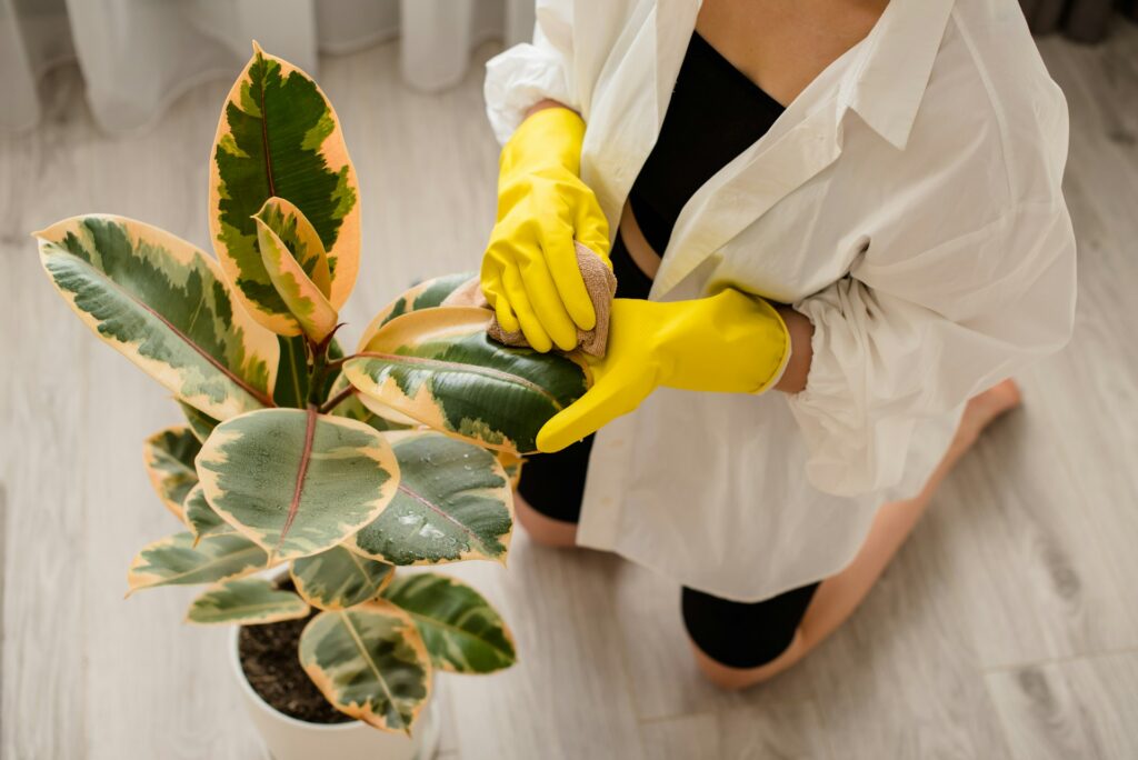 pessoa limpando as folhas da Ficus Elastica Ruby com pano úmido para manter a coloração vibrante e saudável