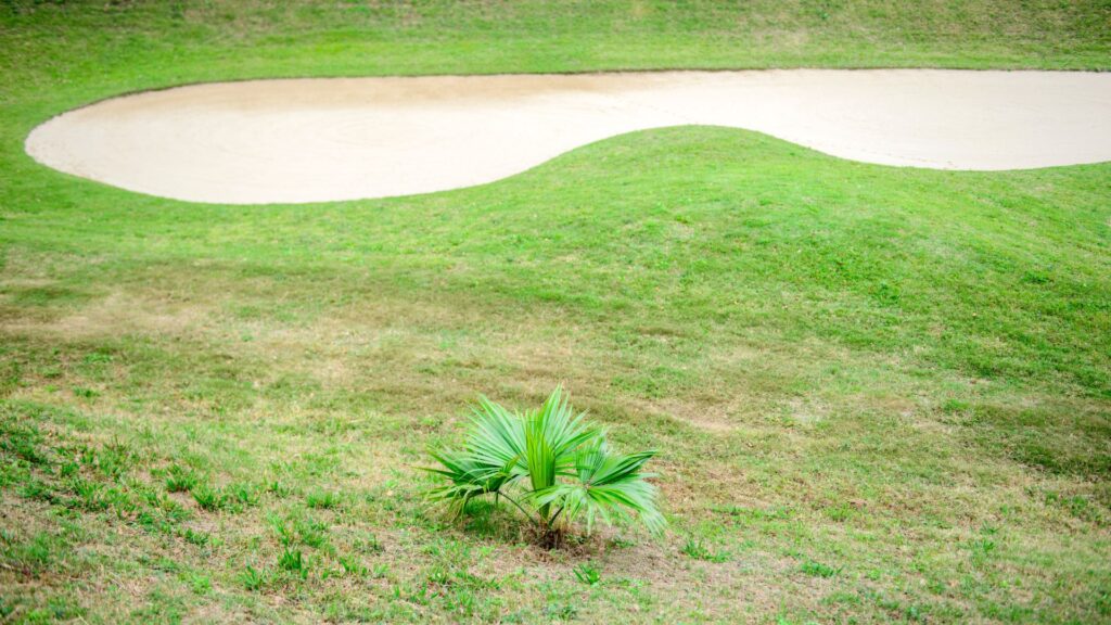 Terreno gramado com desnível suave e pequena palmeira em primeiro plano, representando um tipo de relevo que exige o uso de um cortador de grama para terrenos irregulares com boa tração e ajuste de altura.