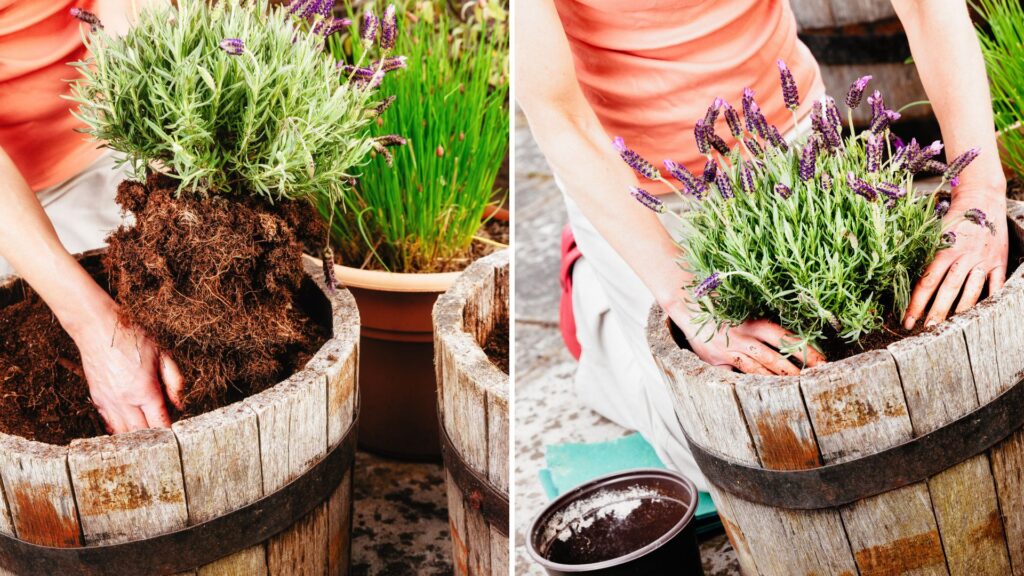 flores lavanda sendo plantadas em vaso de madeira, com torrão de raízes e solo leve e bem drenado