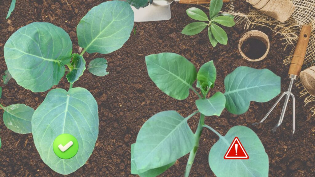 Comparativo entre couve comestível e falsa couve jovem, mostrando as diferenças visuais entre as duas plantas lado a lado.