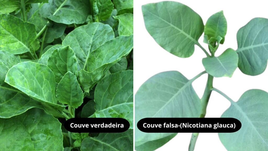 Comparativo entre couve comestível e falsa couve (Nicotiana glauca), destacando diferenças visuais entre as duas plantas.