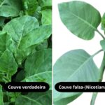 Comparativo entre couve comestível e falsa couve (Nicotiana glauca), destacando diferenças visuais entre as duas plantas.