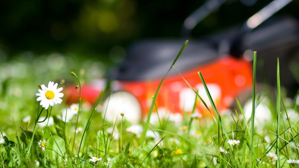 Flor entre a grama com cortador ao fundo desfocado, simbolizando o resultado do corte