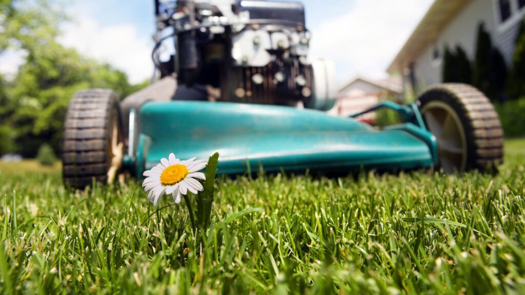 Cortador de grama em funcionamento próximo a uma pequena flor branca sobre o gramado, representando o cuidado e a precisão no uso do cortador de grama para terrenos irregulares em áreas residenciais com desníveis suaves.