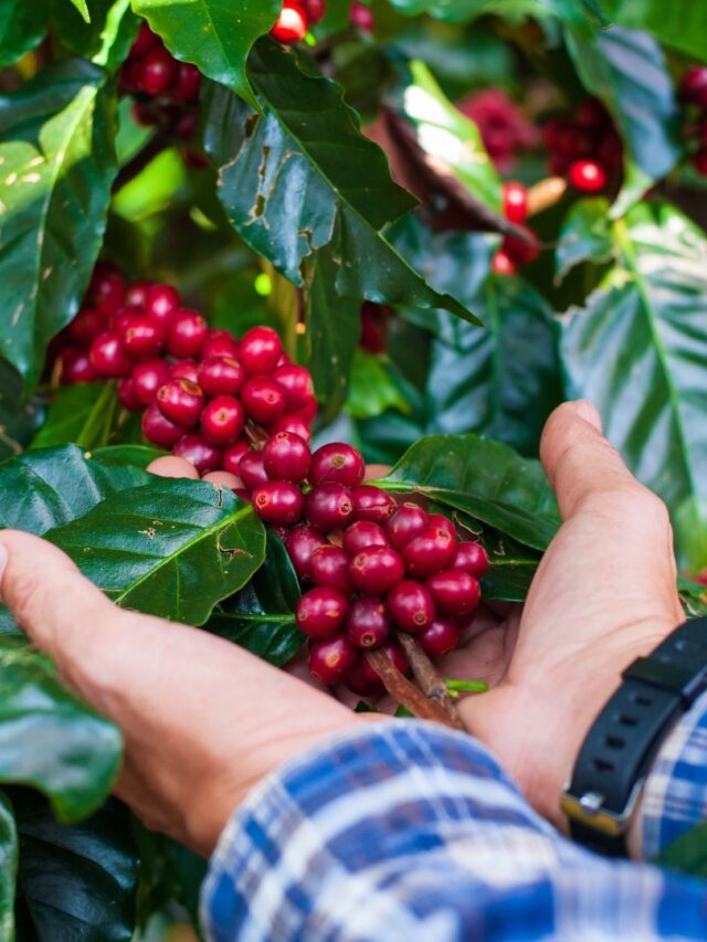 Pé de Café: Como Cultivar e Colher em Casa em 2025