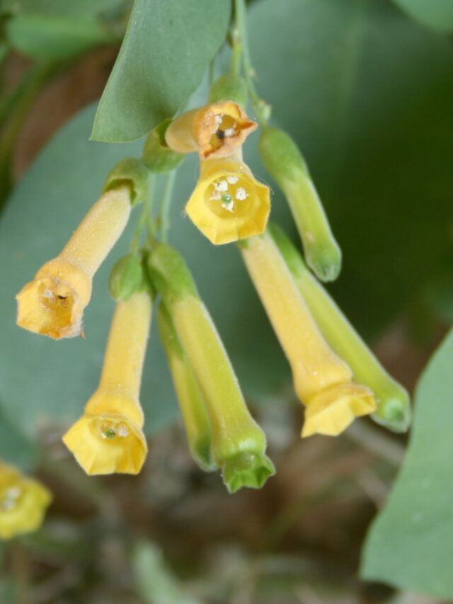Falsa Couve: Saiba Como Evitar Esse Erro na Sua Horta