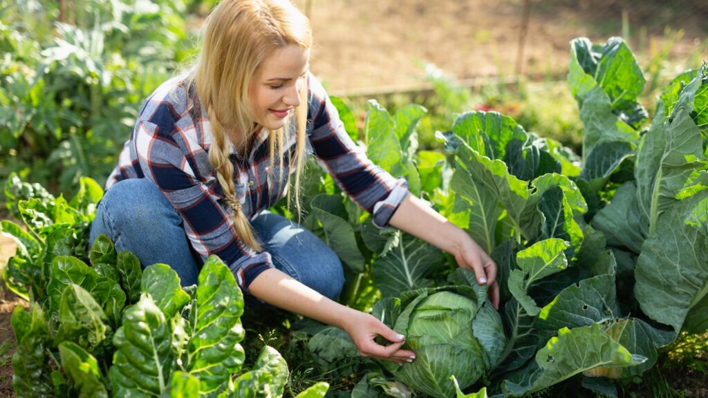 mulher colhendo hortaliças no jardim com atenção às folhas e ao estágio de crescimento das plantas.
