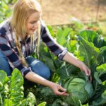 mulher colhendo hortaliças no jardim com atenção às folhas e ao estágio de crescimento das plantas.