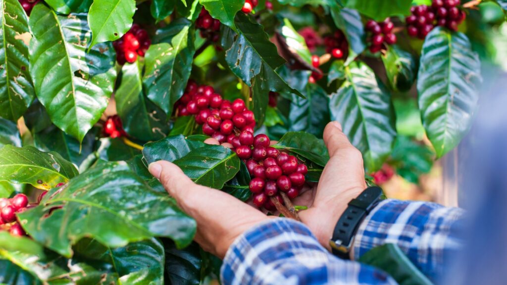 Mãos cuidando de um pé de café com frutos vermelhos prontos para a colheita.