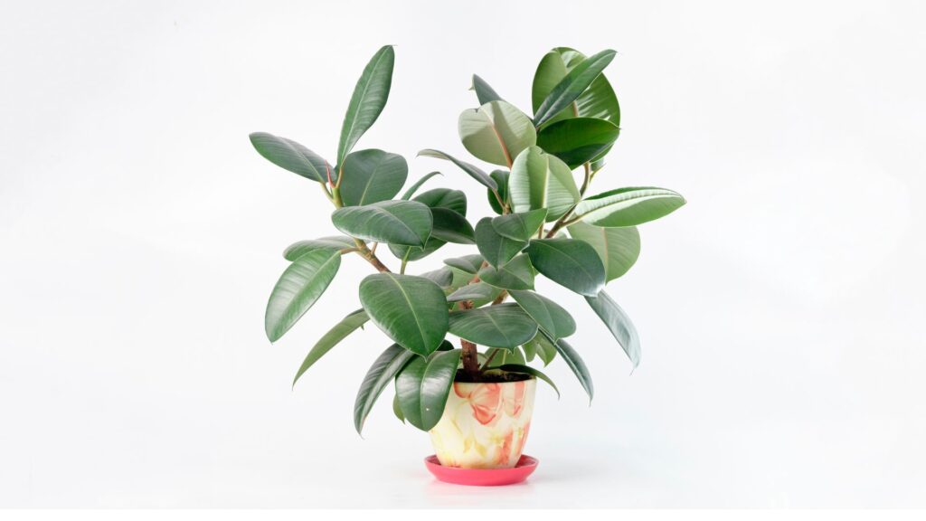 Ficus Elastica tradicional cultivado em vaso decorativo sobre fundo branco.