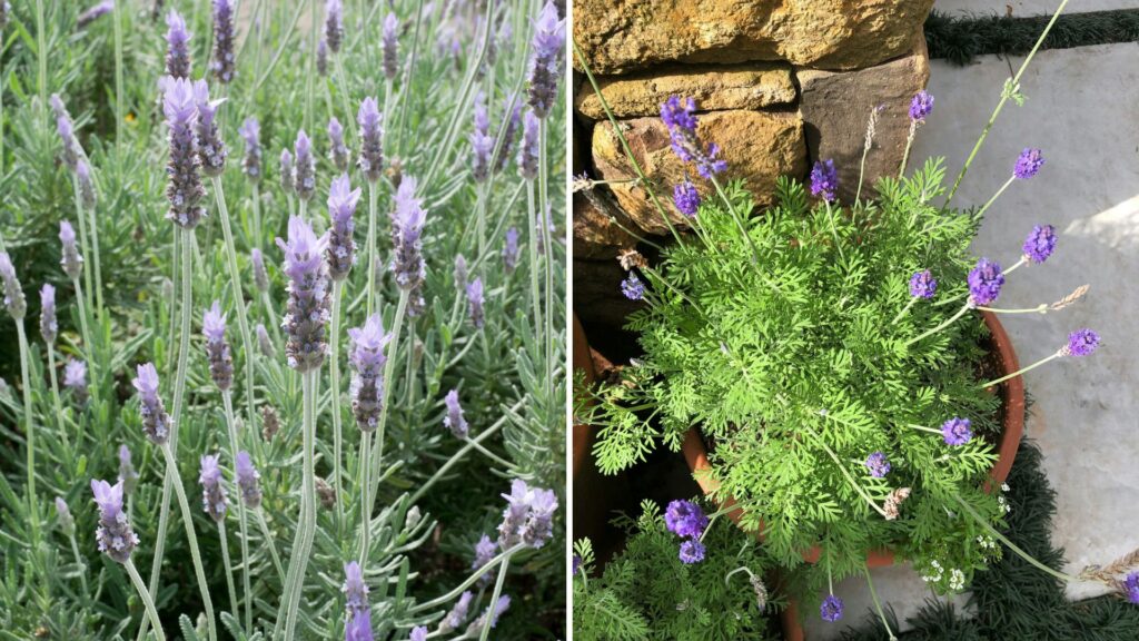 comparativo entre lavanda e alfazema mostrando diferenças nas folhas e flores em imagem lado a lado