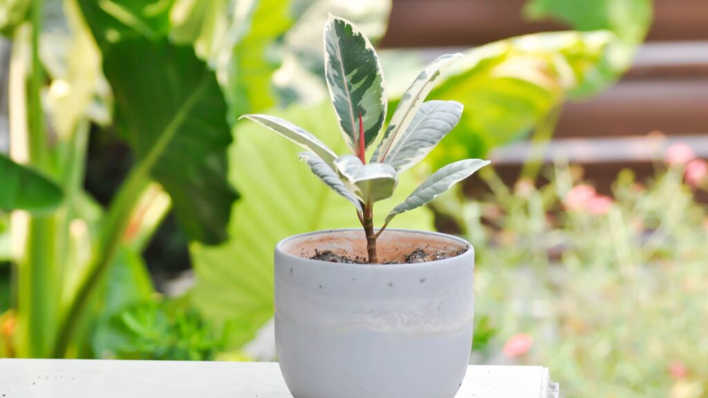 Ficus Elastica Ruby jovem cultivada em vaso branco sobre superfície clara ao ar livre.