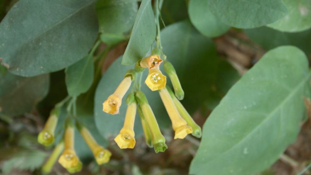 detalhe das flores amarelas tubulares da falsa couve em fase adulta, mostrando como a planta se diferencia da couve comestível
