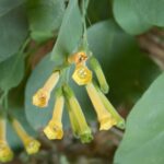 detalhe das flores amarelas tubulares da falsa couve em fase adulta, mostrando como a planta se diferencia da couve comestível